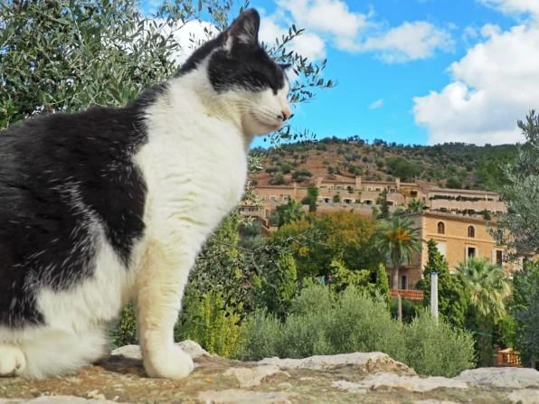 Cat at a Mallorca property receiving home pet care