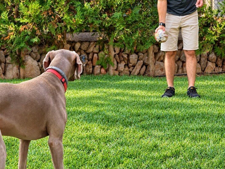 carlos-playing-with-dogs-in-Mallorca-property