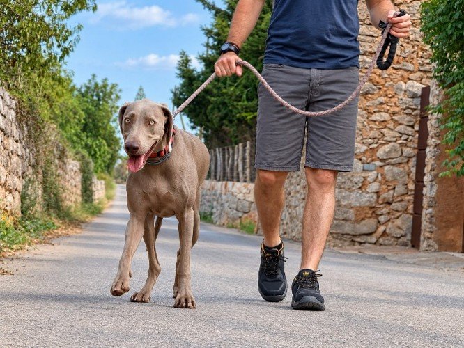 Dog-walking service in Mallorca